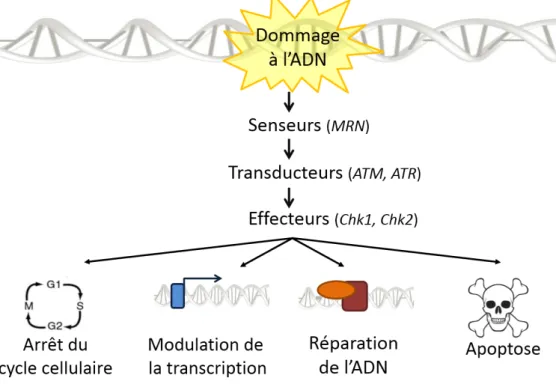 Figure 2 : La cascade de signalisation de la réponse aux dommages de l’ADN. Le  dommage  sera  dans  un  premier  temps  reconnu  par  les  senseurs  qui  activeront  des  transducteurs