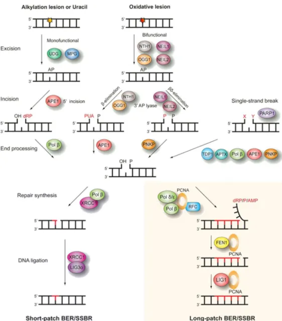 Figure  6  :  La  voie  de  réparation  par  excision  de  bases  (BER)  et  la  voie  de  réparation  des  cassures  simple  brin  (SSBR)