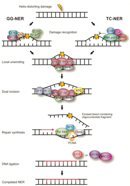 Figure 7 : La voie de réparation par excision de nucléotides (NER). Dans le cas  du GG-NER, la reconnaissance de la lésion a lieu grâce à la protéine XPC