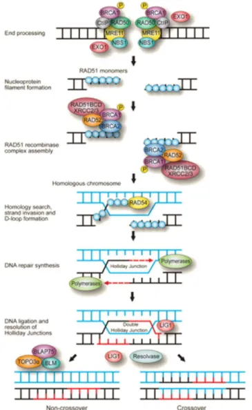 Figure 9 : La voie de réparation par recombinaison homologue (HR). Cette voie  nécessite  la  reconnaissance  de  la  lésion  par  le  complexe  MRN  (MRE11-RAD50-NBS1)