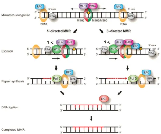 Figure  10  :  La  voie  de  réparation  des  mésappariements  (MMS).  Les  mésappariements sont reconnus par le complexe MSH qui va recruter le complexe  MLH1-PMS2