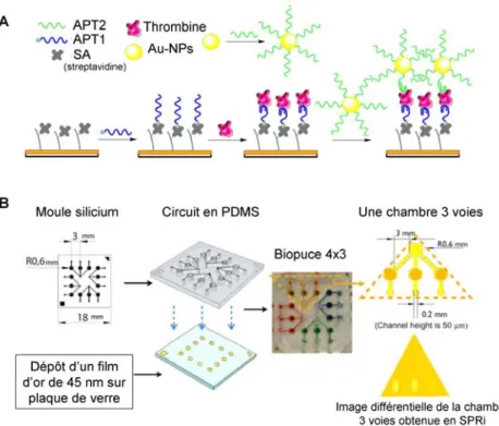 Figure 2.1 Exemples de techniques développées pour améliorer les performances de détection de la thrombine  par SPR