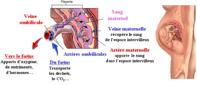 Figure 2 : La grossesse humaine. Elle se déroule sur 41 semaines d’aménorrhée ou 39 semaines de  grossesse