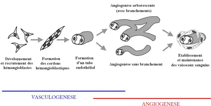 Figure 20 : Les différentes étapes de la vasculogenèse et de l'angiogenèse. Schéma adapté de (Charnock- (Charnock-Jones et al