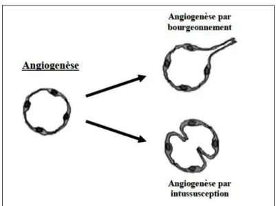 Figure 22 : L’angiogenèse par bourgeonnement et intussusception.  Bourgeonnement du vaisseau Croissance des  nouveaux bourgeons Stabilisation/maturation du réseau vasculaire