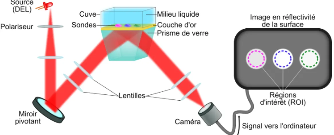 Figure 1.14 – Principe d’un imageur SPR en configuration de Kretschmann. Le miroir pivotant (motorisé ou manuel) permet de modifier l’angle incident sur la surface.