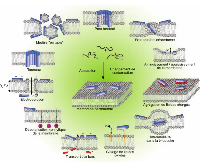 Figure 2.2 – Principaux modes d’action des PAM sur les membranes bactériennes après interaction initiale