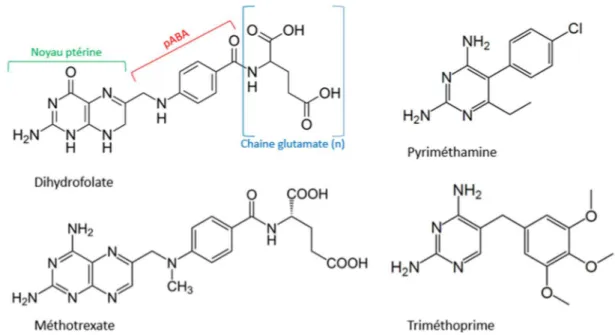 Figure  30  :  Structure  du  dihydrofolate  (DHF)  et  de  ses  antagonistes :  méthotrexate,  triméthoprime et pyriméthamine