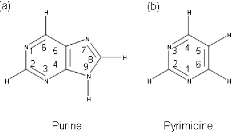 Figure 1-2. Structure chimique de la purine (a) et de la pyrimidine (b). 