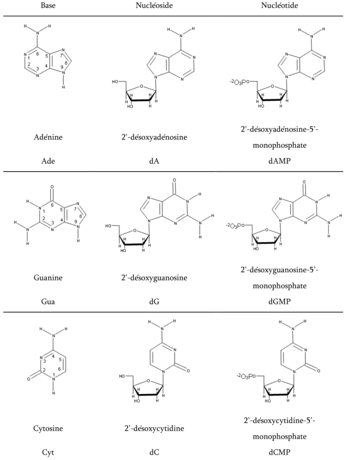 Tableau  1-1.  Structures  chimiques,  noms  et  abréviations  des  bases,  des  nucléosides  et  des  nucléotides dans l’ADN, d’après la référence 2