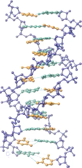 Figure 1-6. Structure en double hélice de l’ADN-B. Copyright © 1983 Scientific American,  Inc