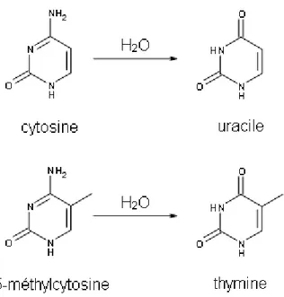 Figure 1-7. Désamination spontanée de la cytosine et de la 5-méthylcytosine en uracile et  thymine respectivement