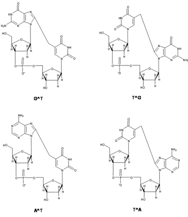 Figure 1-10. Structure des pontages thymine-purine vicinaux. 