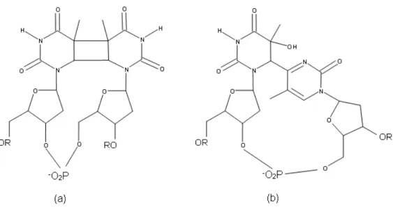 Figure 1-11. Structures chimiques de la cyclobutadipyrimidine (a) et du photoproduit de type  pyrimidine(6-4)pyrimidone (b) formés dans le cas de deux thymines adjacentes