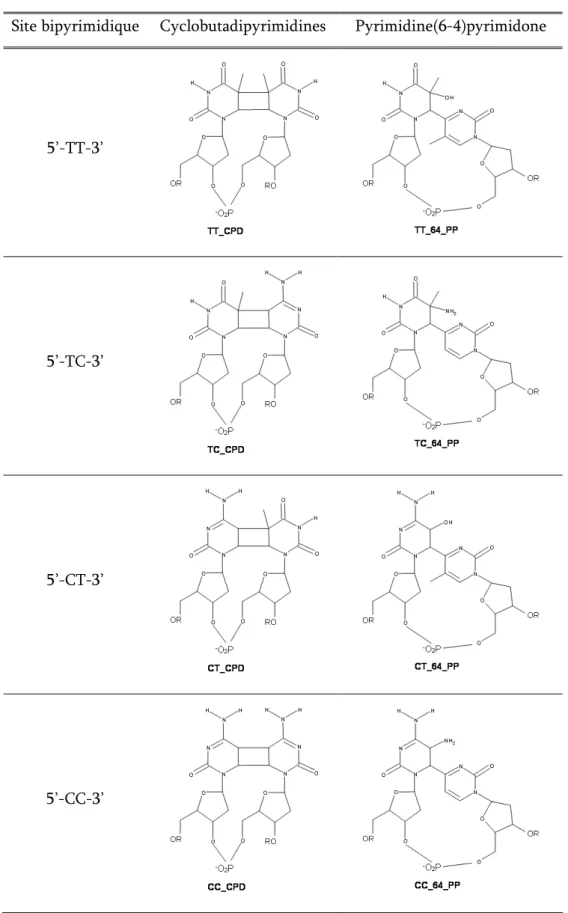 Table  1-2.  Structures  chimiques  des  cyclobutadipyrimidines  (CPD)  et    photoproduits  pyrimidine(6-4)pyrimidones (6-4PP) susceptibles de se former au niveau des sites dipyrimidiques