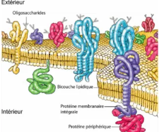 Fig.  I.1 –  Vue  schématique  d’une  membrane  plasmique  eucaryote.  Extrait  de  Cooper,  GM., The cell - A molecular approach, 2000.