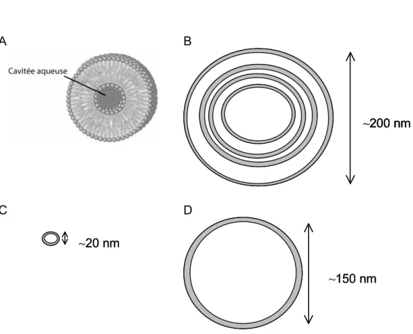 Fig. I.5 – Comparaison à  l’échelle des différentes vésicules. (A) Structure schématique de  la double couche lipidique au sein d’une vésicule