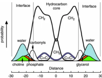 Fig.  I.6 –  Représentation  d’une  bicouche  fluide  de  DOPC.  L’aire  des  distributions  Gaussiennes  est  proportionnelle  au  nombre  de  chaque  groupement  chimique