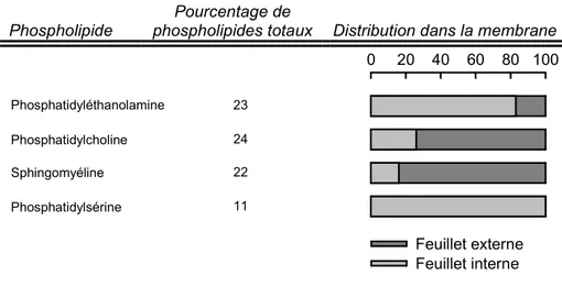 Tableau  I.2 –  Distribution  transmembranaire  des  phospholipides  de  la  membrane  plasmique  des  érythrocytes  humains