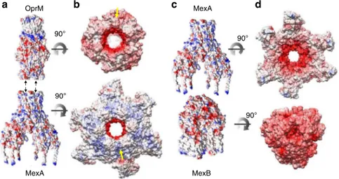 Fig. 4 Coulomb and electrostatic potential surfaces at the OprM-MexA and MexA-MexB interfaces