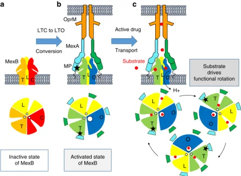 Fig. 5 Schematic representation of the conversion of MexB from an inactive to an active conformation