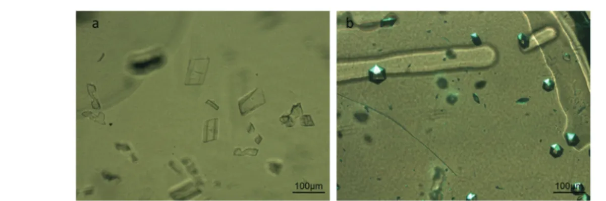 Fig. 6 Multiple isomorphous single a) IspE and b) insulin crystals grown on-chip via the micro-dialysis method, used for collecting in situ X-ray dif- dif-fraction data