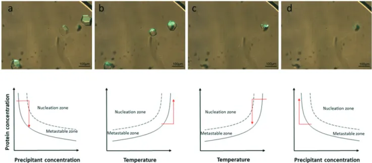 Fig. 5 Crystals of IspE ( ∼ 10 mg mL −1 ) grown on-chip via the micro-dialysis method after a) 6 days, b) 19 days and c) 50 days from the onset of the experiment
