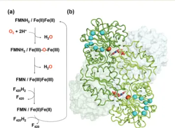 Fig. 1 (a) Reaction scheme of FprA. The tFprA anox and tFprA oxo forms correspond to the redox state at Fe( II )Fe( II ) and Fe( III )–O–Fe( III ), respectively.