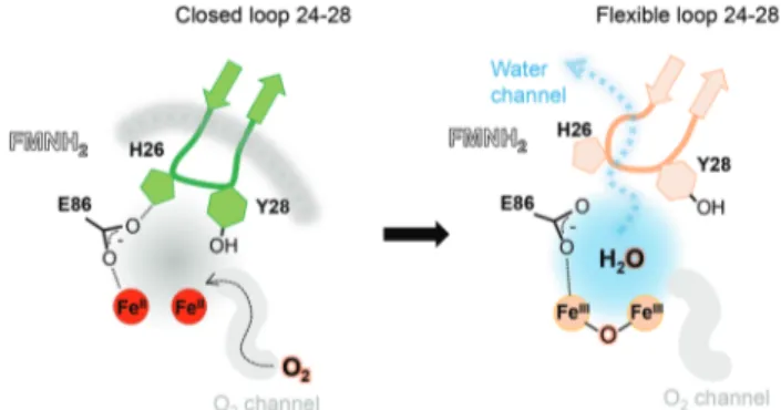 Fig. 3 Contribution of the hydrophobic O 2 -channel, loop 24–28 and water channel in the catalytic mechanism