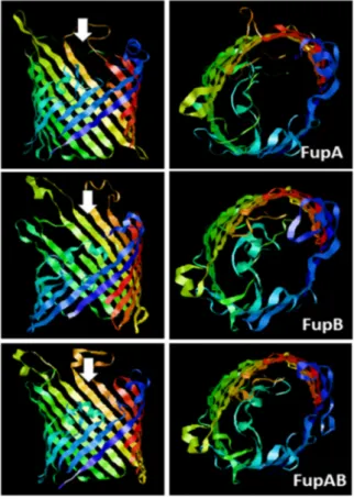 Figure 1. Predicted 3D structures of F. tularensis FupA, FupB, and FupA/B monomers. The C terminal  regions of the 3 proteins (310 amino acids from C terminal part of FupA; 304 amino acids C terminal  part of FupA/B and FupB) were analyzed using the Phyre2