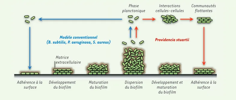 Figure 1. Formation de biofilms. Sur la partie gauche est représenté le modèle conventionnel de formation de biofilms qui prévaut pour B