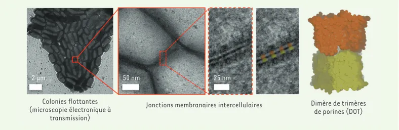 Figure 3. Visualisation des dimères de trimères de porine. Des colonies flottantes de Providencia stuarti sont imagées par microscopie électronique  à transmission (MET) à différentes résolutions