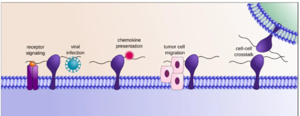 Figure 1. Heparan sulfate proteoglycans (HSPGs) contribute to the formation of the glycocalyx at the  cell surface and are ubiquitously present in the extracellular matrix, where they interact with a myriad  of different HS binding proteins