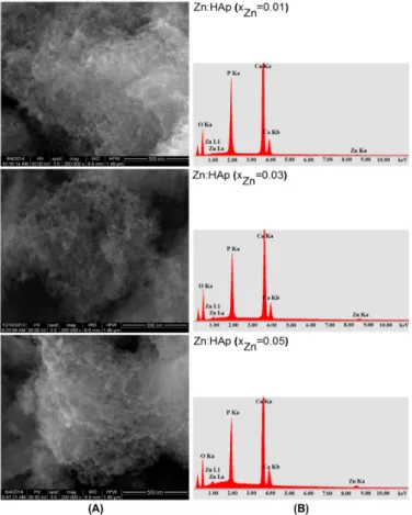 Figure 4. Scanning electron microscopy (SEM) images (A); and the EDAX analysis (B) of Zn:HAp,  samples with 0.01 ≤ x Zn  ≤ 0.05