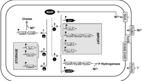 Figure 7. Regulation of NikR target genes involves an activation (ﬁlled line)/repression (dotted line) bimodal mechanism