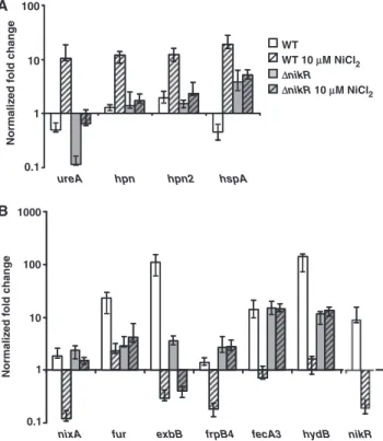 Figure 1. Nickel-dependent regulation of the NikR target genes in H.