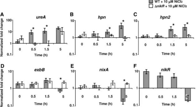 Figure 5. Kinetics of the nickel-dependent regulation of NikR target genes ureA (A), hpn (B), hpn2 (C), exbB (D), nixA (E) and nikR (F) in H