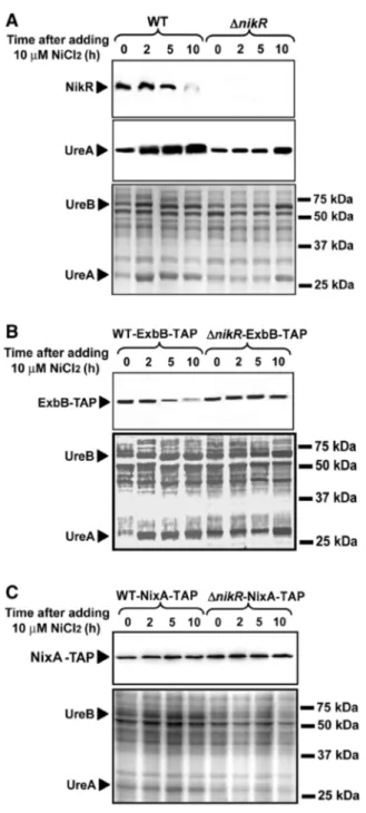 Figure 6. Western blots of H. pylori WT 26695 and nikR mutant proteins in response to 10 mM NiCl 2 