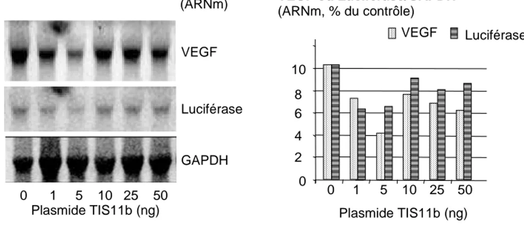 Figure 7 : TIS11b diminue le taux d’ARNm du VEGF endogène. 