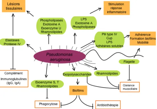 Figure 1.4 : Schéma des principaux facteurs de virulence de P. aeruginosa  et de leurs effets