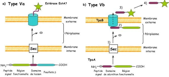 Figure 2.4 : Représentations des SST5 de type a et b de P. aeruginosa. 