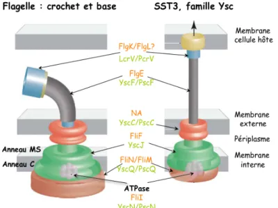 Figure 3.2 : Représentation schématique du flagelle bactérien et du SST3  de la famille Ysc (d’après Yip and Strynadka, 2006)