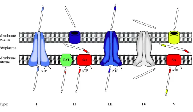 Figure I.6. Représentation schématique des différents systèmes de sécrétion trouvés dans les bactéries à Gram négatif.
