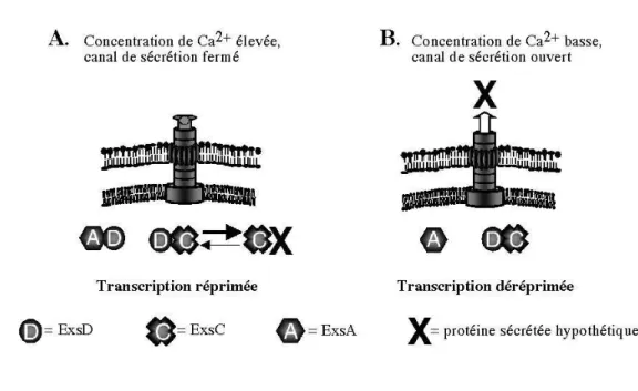Figure  I.11.  Représentation  schématique  du  modèle  de  régulation  du  SSTT  de  P.