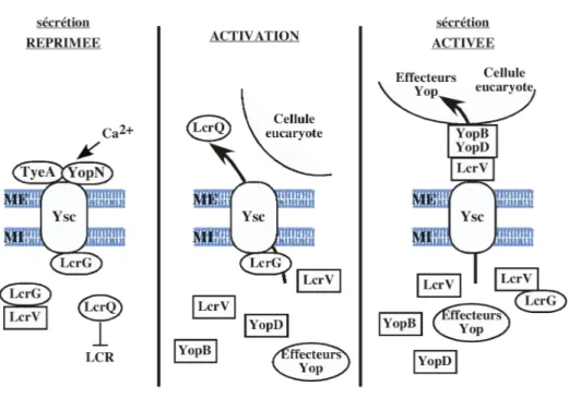 Figure I.13. Modèle de régulation de la sécrétion de type III chez Y. pestis par titration de LcrG (adapté d’après Matson et Nilles, 2001).