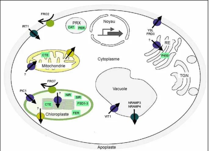 Figure 5 : Voies de transport du fer et principales protéines pouvant lier ce métal au sein d’une cellule  d’Arabidopsis thaliana