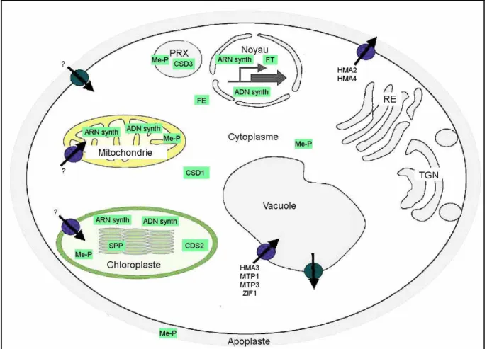 Figure 6 : Voies de transport du zinc et principales protéines pouvant lier ce métal au sein d’une cellule  d’Arabidopsis thaliana