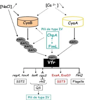 Figure 12. Régulation de l'activité et de la synthèse de Vfr   et facteurs régulés par Vfr 