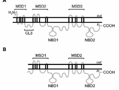 Figure 2 : Modèle topologique de structures secondaires prédites pour MRP1 et-2 (A) et la P-glycoprotéine (B)