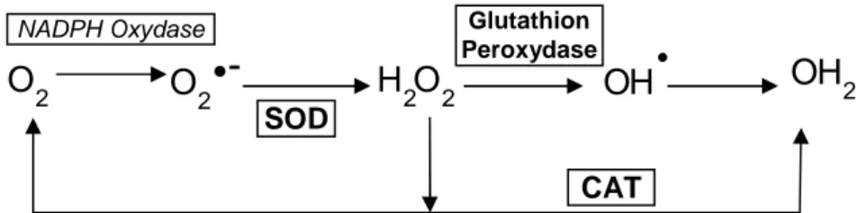 Figure  3 :  Le  radical  superoxyde  est  la  source  de  nouveaux  ROS :  le  peroxyde  d’hydrogène  et  le  radical  hydroxyle